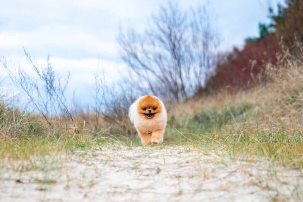 Şirin Pomeranya Tükürüğü Gülümsüyor Sahilde Koşuyor Şirin Köpek — Stok fotoğraf