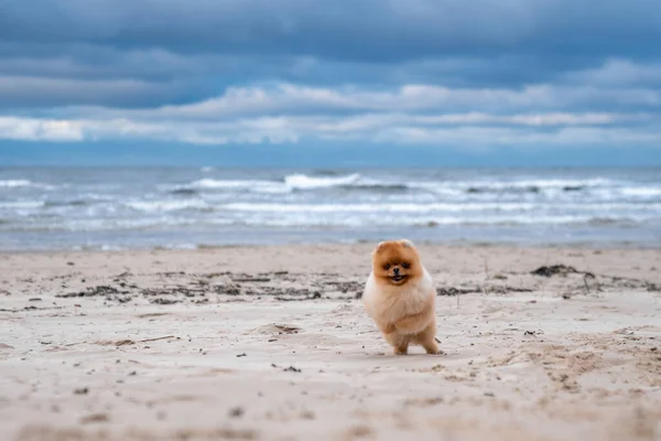 Leuke Pomeranian Spitz Glimlachend Rennend Het Strand Leuke Puppy — Stockfoto