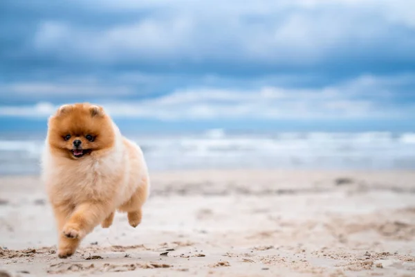 Şirin Pomeranya Tükürüğü Gülümsüyor Sahilde Koşuyor Şirin Köpek — Stok fotoğraf