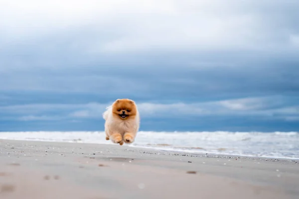 Şirin Pomeranya Tükürüğü Gülümsüyor Sahilde Koşuyor Şirin Köpek — Stok fotoğraf