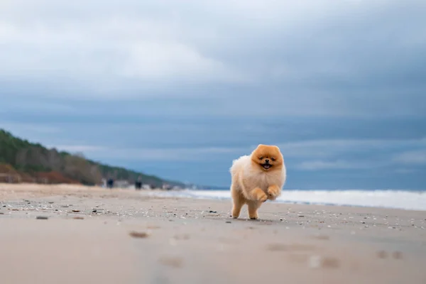 Şirin Pomeranya Tükürüğü Gülümsüyor Sahilde Koşuyor Şirin Köpek — Stok fotoğraf