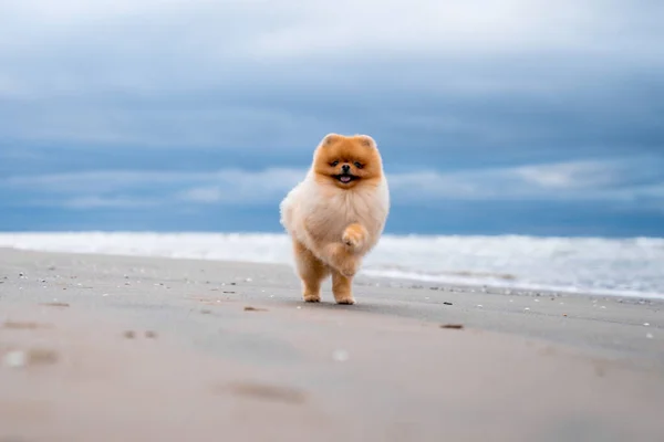 Şirin Pomeranya Tükürüğü Gülümsüyor Sahilde Koşuyor Şirin Köpek — Stok fotoğraf