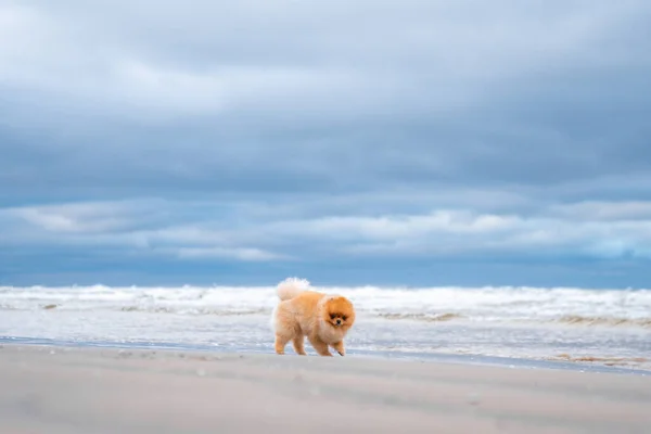 Cute Pomeranian Spitz Uśmiecha Się Działa Plaży Słodki Szczeniak — Zdjęcie stockowe