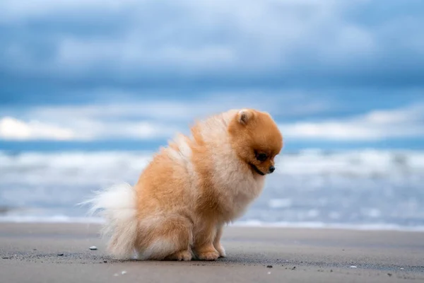 Şirin Pomeranya Tükürüğü Gülümsüyor Sahilde Koşuyor Şirin Köpek — Stok fotoğraf