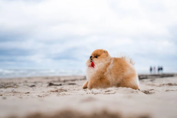 Şirin Pomeranya Tükürüğü Gülümsüyor Sahilde Koşuyor Şirin Köpek — Stok fotoğraf