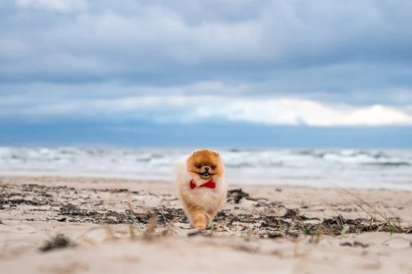 Şirin Pomeranya Tükürüğü Gülümsüyor Sahilde Koşuyor Şirin Köpek — Stok fotoğraf