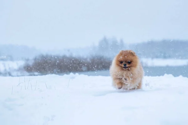 Dog Breed Spitz Winter — Stock Photo, Image