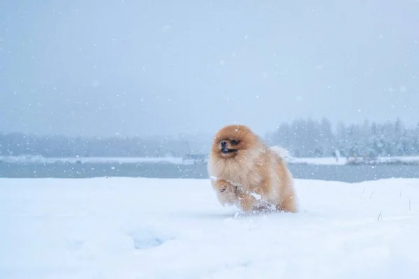 Kutyafajta Köpködés Télen — Stock Fotó