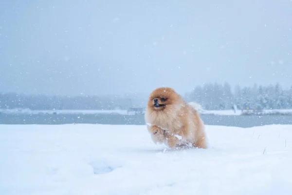 Cane Razza Spitz Inverno — Foto Stock