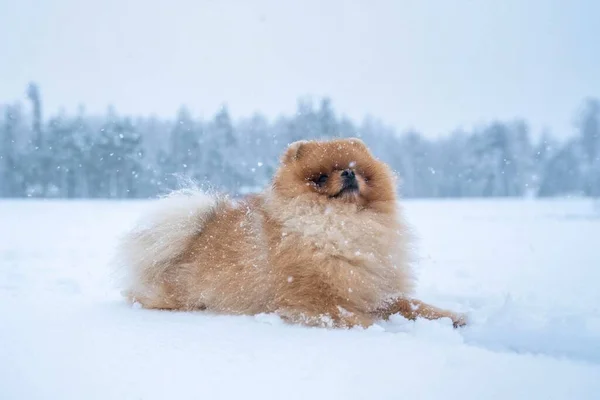 Cane Razza Spitz Inverno — Foto Stock