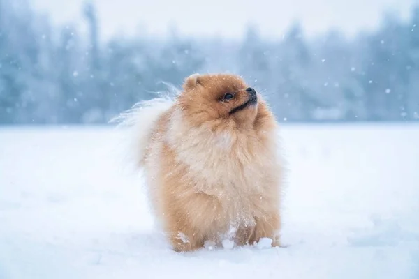 Câine Rasa Spitz Timpul Iernii — Fotografie, imagine de stoc