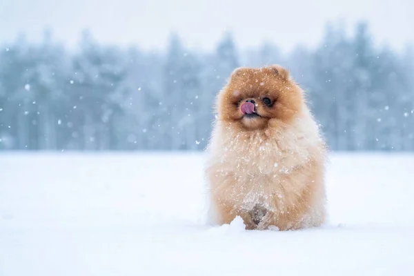 Psí Plemeno Spitz Zimě — Stock fotografie