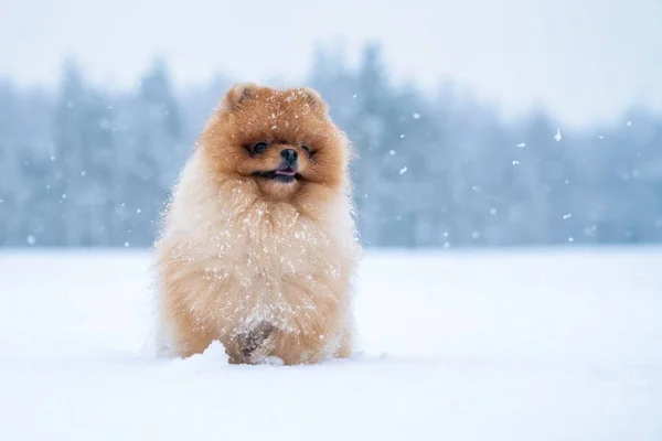 Породы Собак Шпиц Зимой — стоковое фото