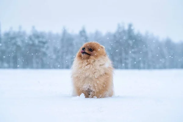 Породы Собак Шпиц Зимой — стоковое фото