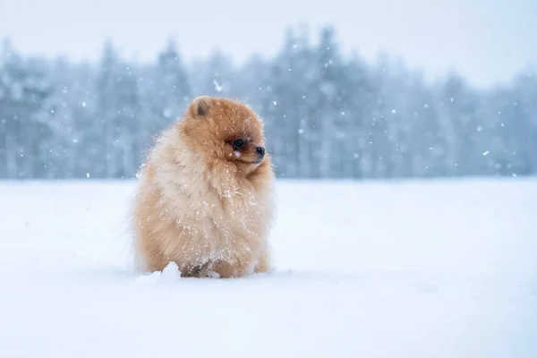 Psí Plemeno Spitz Zimě — Stock fotografie