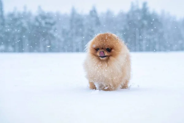 Kutyafajta Köpködés Télen — Stock Fotó