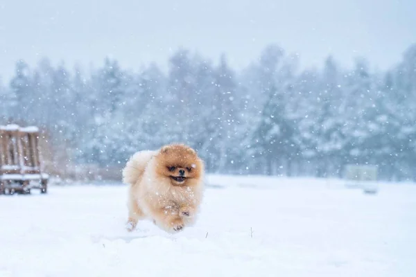 Pies Rasa Spitz Zimie — Zdjęcie stockowe