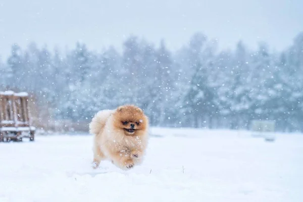 Cane Razza Spitz Inverno — Foto Stock