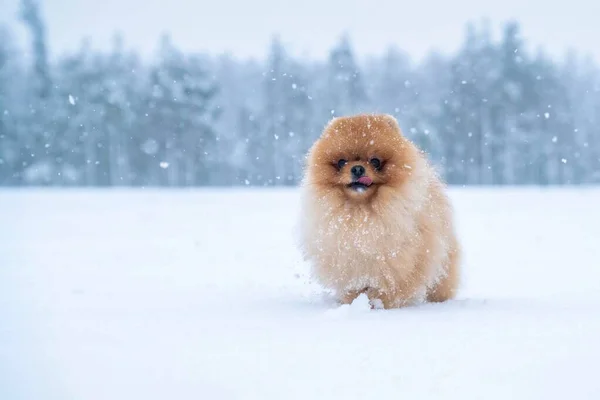 Spitz Raça Cão Inverno — Fotografia de Stock