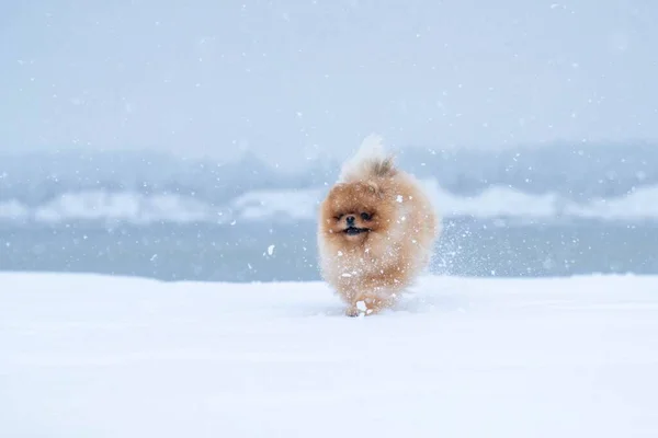 冬には犬種が繁殖します — ストック写真