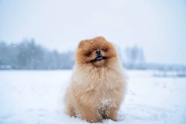 Spitz Race Chien Hiver — Photo