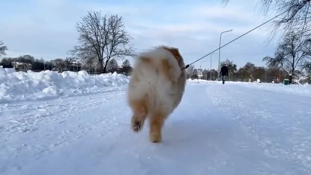 Furry Dog Running Snow Winter Day — Video Stock