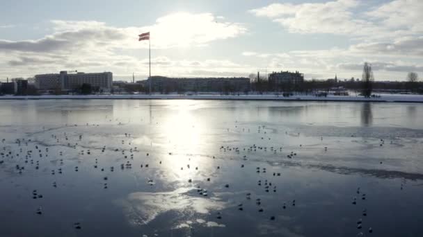 동유럽 라트비아 의유서 리가의 아름다운 갈매기들 빙판에 경치를 감상하며 얼어붙은 — 비디오