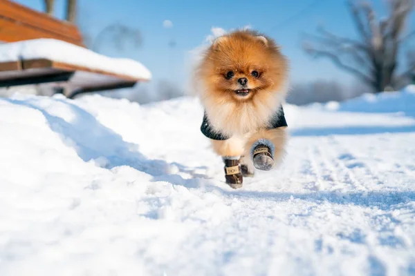 Beautiful Pomeranian Spitz Dog Dressed Hoody Enjoying Winter Sunny Day — стоковое фото