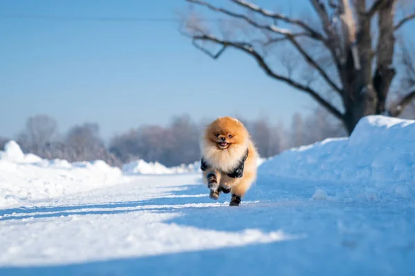 Beautiful Pomeranian Spitz Dog Dressed Hoody Enjoying Winter Sunny Day — стоковое фото