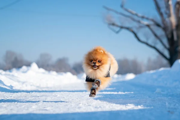 Beautiful Pomeranian Spitz Dog Dressed Hoody Enjoying Winter Sunny Day — стоковое фото