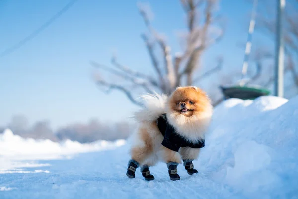 Beautiful Pomeranian Spitz Dog Dressed Hoody Enjoying Winter Sunny Day — Stock Fotó