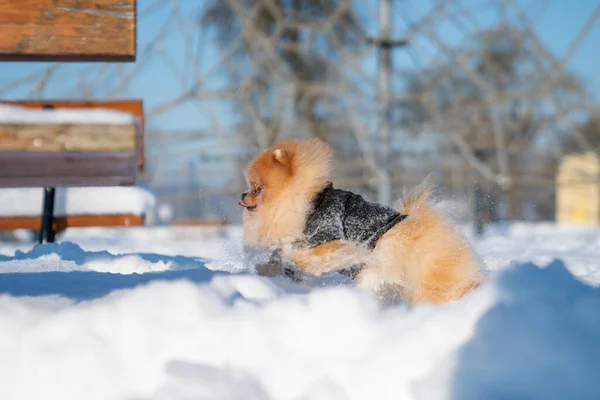 Beautiful Pomeranian Spitz Dog Dressed Hoody Enjoying Winter Sunny Day — стоковое фото