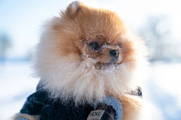 Beautiful Pomeranian Spitz Dog Dressed Hoody Enjoying Winter Sunny Day — Stock fotografie