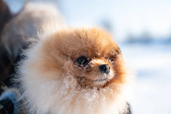Beautiful Pomeranian Spitz Dog Dressed Hoody Enjoying Winter Sunny Day — 스톡 사진