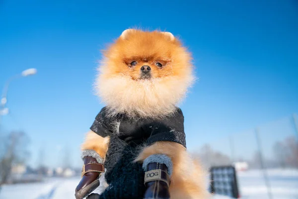 Beautiful Pomeranian Spitz Dog Dressed Hoody Enjoying Winter Sunny Day — Stock fotografie