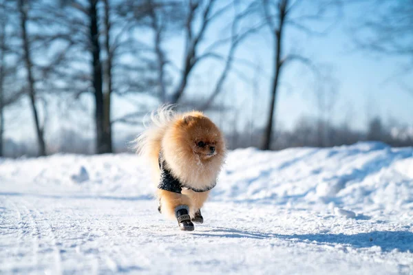 Beautiful Pomeranian Spitz Dog Dressed Hoody Enjoying Winter Sunny Day — Zdjęcie stockowe