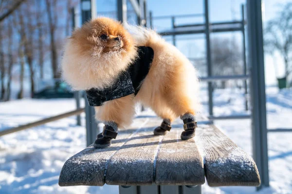 Beautiful Pomeranian Spitz Dog Dressed Hoody Enjoying Winter Sunny Day — стокове фото