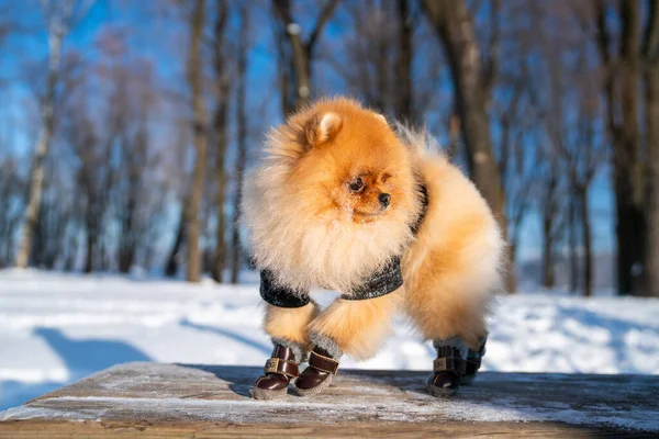 Beautiful Pomeranian Spitz Dog Dressed Hoody Enjoying Winter Sunny Day — стоковое фото