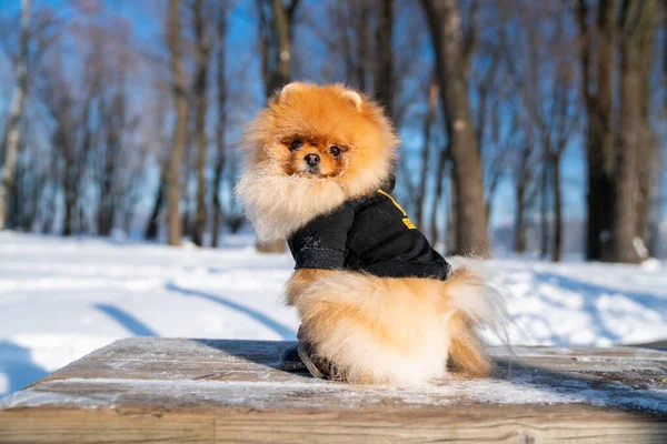 Beautiful Pomeranian Spitz Dog Dressed Hoody Enjoying Winter Sunny Day — Photo