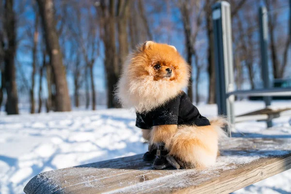 Beautiful Pomeranian Spitz Dog Dressed Hoody Enjoying Winter Sunny Day — 스톡 사진