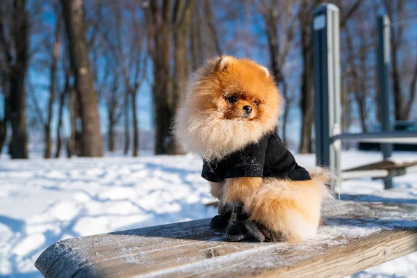 Beautiful Pomeranian Spitz Dog Dressed Hoody Enjoying Winter Sunny Day — стокове фото