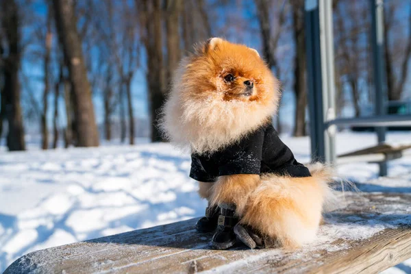 Beautiful Pomeranian Spitz Dog Dressed Hoody Enjoying Winter Sunny Day — стокове фото