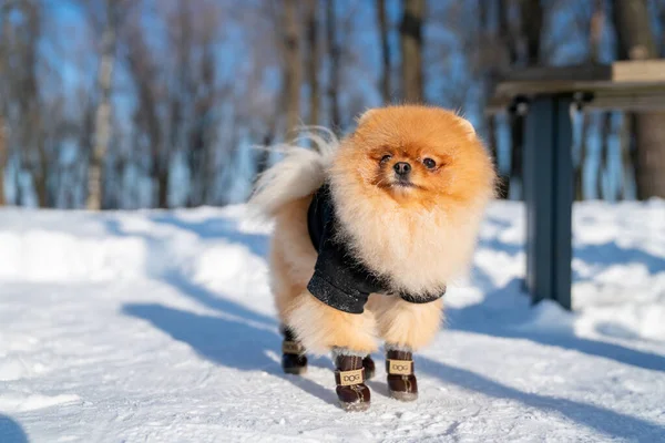 Beautiful Pomeranian Spitz Dog Dressed Hoody Enjoying Winter Sunny Day — стокове фото