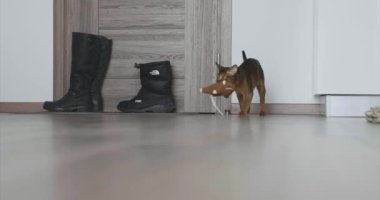 Genç safkan Habeş kedisi bir fareyle oynuyor..