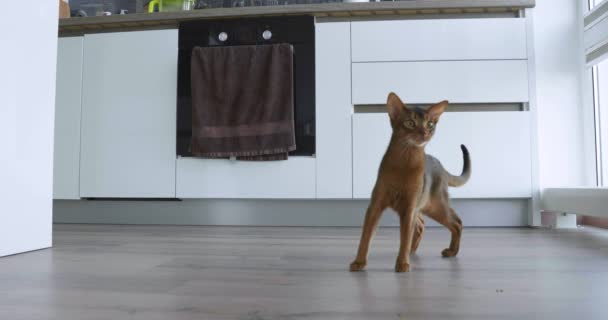 Junge reinrassige Abessinier-Katze spielt mit einer Maus. — Stockvideo