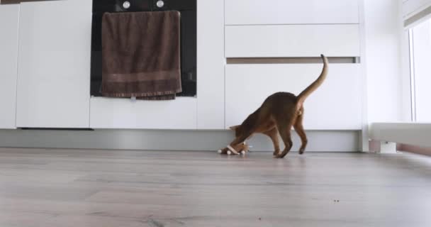 Νέοι καθαρόαιμοι Abyssinian γάτα παίζει με ένα ποντίκι. — Αρχείο Βίντεο