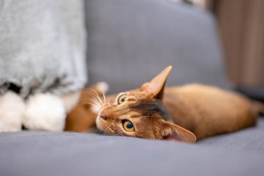 Evdeki gri kanepede uzanıp fareyle oynayan sevimli Habeş kedisi..