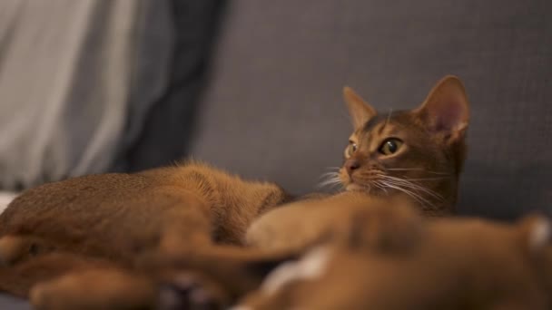 Leuke Abessijn kat liggend op een grijze bank thuis en spelen met een muis. — Stockvideo