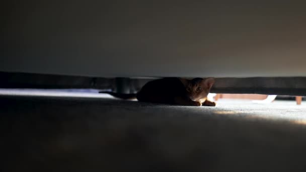 Cute Abyssinian cat hiding under the bed — 비디오