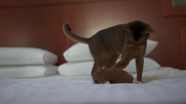 Aranyos Abesszin macska játszik egy egér és egy darab papír. — Stock videók